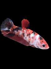 Load image into Gallery viewer, GIANT Female Halfmoon Plakat - Red Gold Glitter #928 Live Betta Fish
