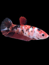 Load image into Gallery viewer, GIANT Female Halfmoon Plakat - Red Gold Glitter #928 Live Betta Fish
