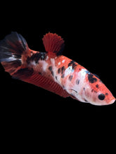 Load image into Gallery viewer, GIANT Female Halfmoon Plakat - Red Gold Glitter #928 Live Betta Fish

