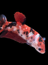 Load image into Gallery viewer, GIANT Female Halfmoon Plakat - Red Gold Glitter #928 Live Betta Fish
