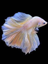 Load image into Gallery viewer, Male Rosetail - Pastel #929 - Live Betta Fish
