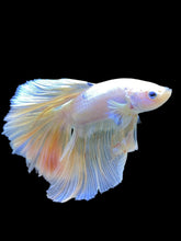 Load image into Gallery viewer, Male Rosetail - Pastel #929 - Live Betta Fish
