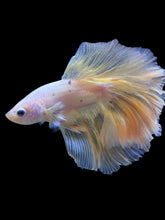 Load image into Gallery viewer, Male Rosetail - Pastel #929 - Live Betta Fish
