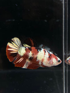 Female Halfmoon Plakat - Red Koi Copper #092 - Live Betta Fish
