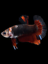 Load image into Gallery viewer, Male Halfmoon Plakat - Black Davil #931 - Live Betta Fish
