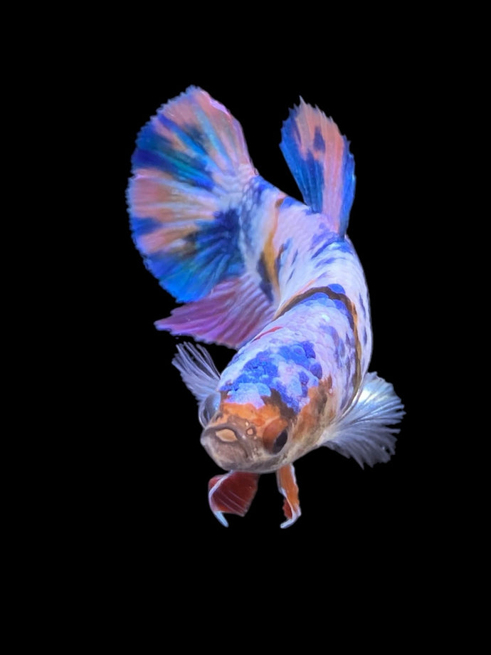 Female Halfmoon Plakat - Multicolor #932 - Live Betta Fish