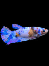 Load image into Gallery viewer, Female Halfmoon Plakat - Multicolor #932 - Live Betta Fish
