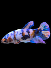 Load image into Gallery viewer, Female Halfmoon Plakat - Multicolor #932 - Live Betta Fish
