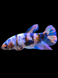 Female Halfmoon Plakat - Multicolor #932 - Live Betta Fish