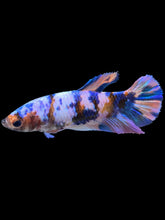 Load image into Gallery viewer, Female Halfmoon Plakat - Multicolor #932 - Live Betta Fish
