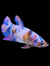 Load image into Gallery viewer, Female Halfmoon Plakat - Multicolor #932 - Live Betta Fish
