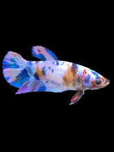 Load image into Gallery viewer, Female Halfmoon Plakat - Multicolor #932 - Live Betta Fish
