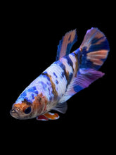 Load image into Gallery viewer, Female Halfmoon Plakat - Multicolor #932 - Live Betta Fish
