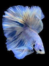 Load image into Gallery viewer, Male Halfmoon - Blue Marble #933 - Live Betta Fish
