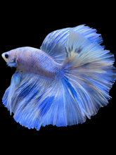 Load image into Gallery viewer, Male Halfmoon - Blue Marble #933 - Live Betta Fish

