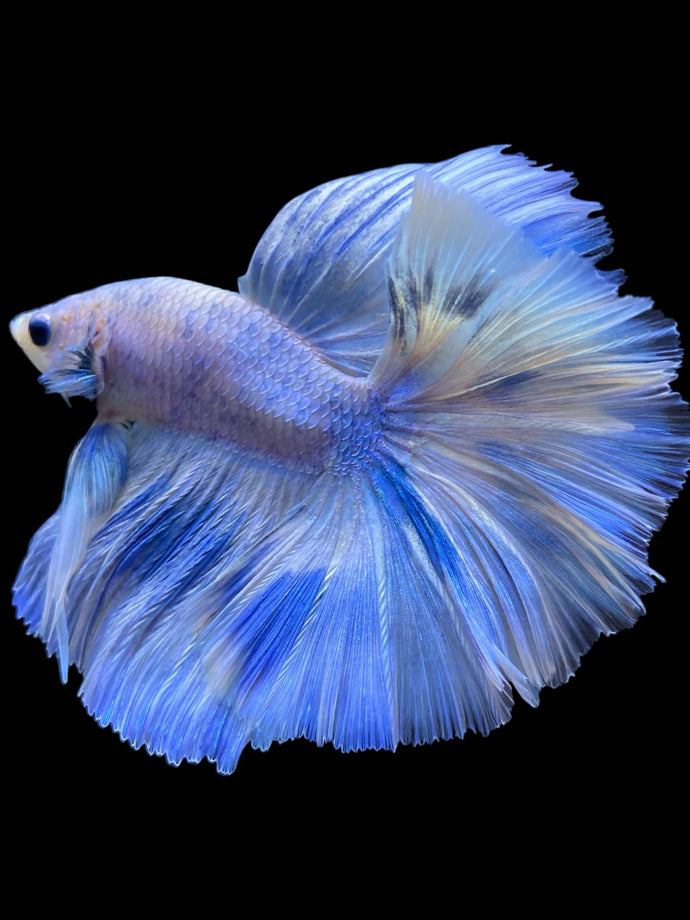 Male Halfmoon - Blue Marble #933 - Live Betta Fish