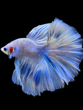 Load image into Gallery viewer, Male Halfmoon - Blue Marble #933 - Live Betta Fish
