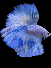 Load image into Gallery viewer, Male Halfmoon - Blue Marble #933 - Live Betta Fish
