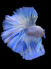 Load image into Gallery viewer, Male Halfmoon - Blue Marble #933 - Live Betta Fish

