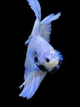 Load image into Gallery viewer, Male Halfmoon - Blue Marble #933 - Live Betta Fish
