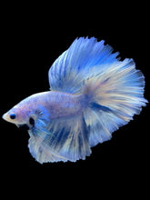 Load image into Gallery viewer, Male Halfmoon - Blue Marble #933 - Live Betta Fish
