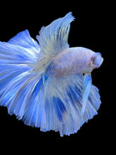 Load image into Gallery viewer, Male Halfmoon - Blue Marble #933 - Live Betta Fish
