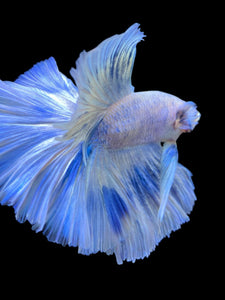 Male Halfmoon - Blue Marble #933 - Live Betta Fish