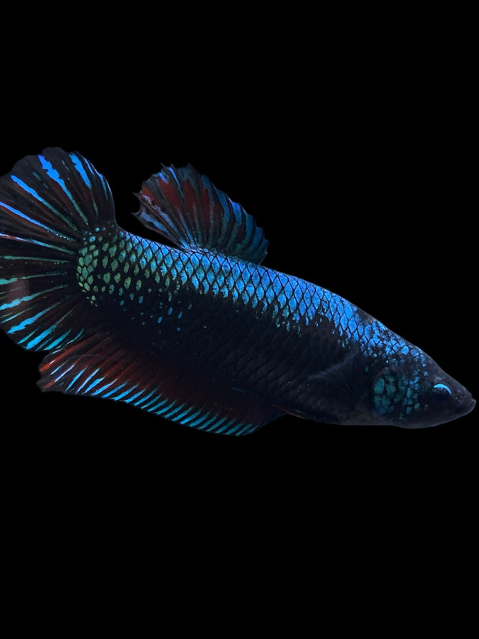 GIANT Female Halfmoon Plakat - Blue Black #934 Live Betta Fish