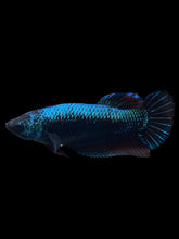 Load image into Gallery viewer, GIANT Female Halfmoon Plakat - Blue Black #934 Live Betta Fish

