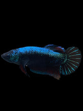 Load image into Gallery viewer, GIANT Female Halfmoon Plakat - Blue Black #934 Live Betta Fish
