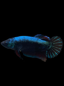 GIANT Female Halfmoon Plakat - Blue Black #934 Live Betta Fish