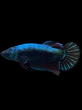 Load image into Gallery viewer, GIANT Female Halfmoon Plakat - Blue Black #934 Live Betta Fish
