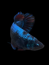 Load image into Gallery viewer, GIANT Female Halfmoon Plakat - Blue Black #934 Live Betta Fish
