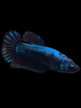 Load image into Gallery viewer, GIANT Female Halfmoon Plakat - Blue Black #934 Live Betta Fish
