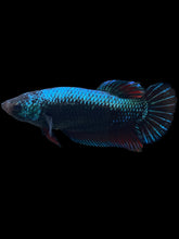 Load image into Gallery viewer, GIANT Female Halfmoon Plakat - Blue Black #934 Live Betta Fish

