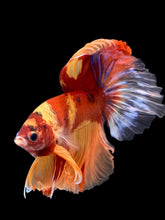 Load image into Gallery viewer, Male Halfmoon - Nemo Galaxy #935 - Live Betta Fish
