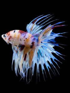 Male Crowntail - Multicolor #937 - Live Betta Fish