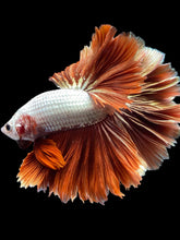 Load image into Gallery viewer, Male Rosetail - Dragon Rose Gold #938 - Live Betta Fish
