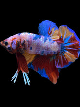 Load image into Gallery viewer, GIANT Male Halfmoon Plakat - Multicolor #939 - Live Betta Fish
