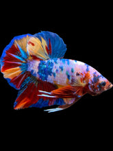 Load image into Gallery viewer, GIANT Male Halfmoon Plakat - Multicolor #939 - Live Betta Fish

