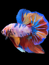 Load image into Gallery viewer, GIANT Male Halfmoon Plakat - Multicolor #939 - Live Betta Fish
