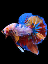 Load image into Gallery viewer, GIANT Male Halfmoon Plakat - Multicolor #939 - Live Betta Fish
