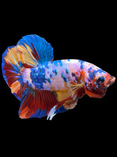 Load image into Gallery viewer, GIANT Male Halfmoon Plakat - Multicolor #939 - Live Betta Fish

