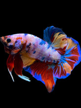 Load image into Gallery viewer, GIANT Male Halfmoon Plakat - Multicolor #939 - Live Betta Fish
