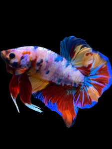 GIANT Male Halfmoon Plakat - Multicolor #939 - Live Betta Fish