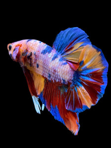 GIANT Male Halfmoon Plakat - Multicolor #939 - Live Betta Fish