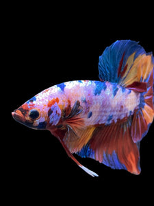 GIANT Male Halfmoon Plakat - Multicolor #939 - Live Betta Fish