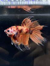 Load image into Gallery viewer, Male Crowntail - Nemo Galaxy #942 - Live Betta Fish
