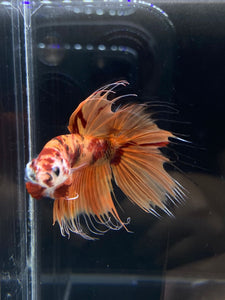 Male Crowntail - Nemo Galaxy #942 - Live Betta Fish