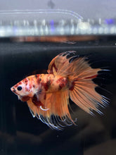 Load image into Gallery viewer, Male Crowntail - Nemo Galaxy #942 - Live Betta Fish

